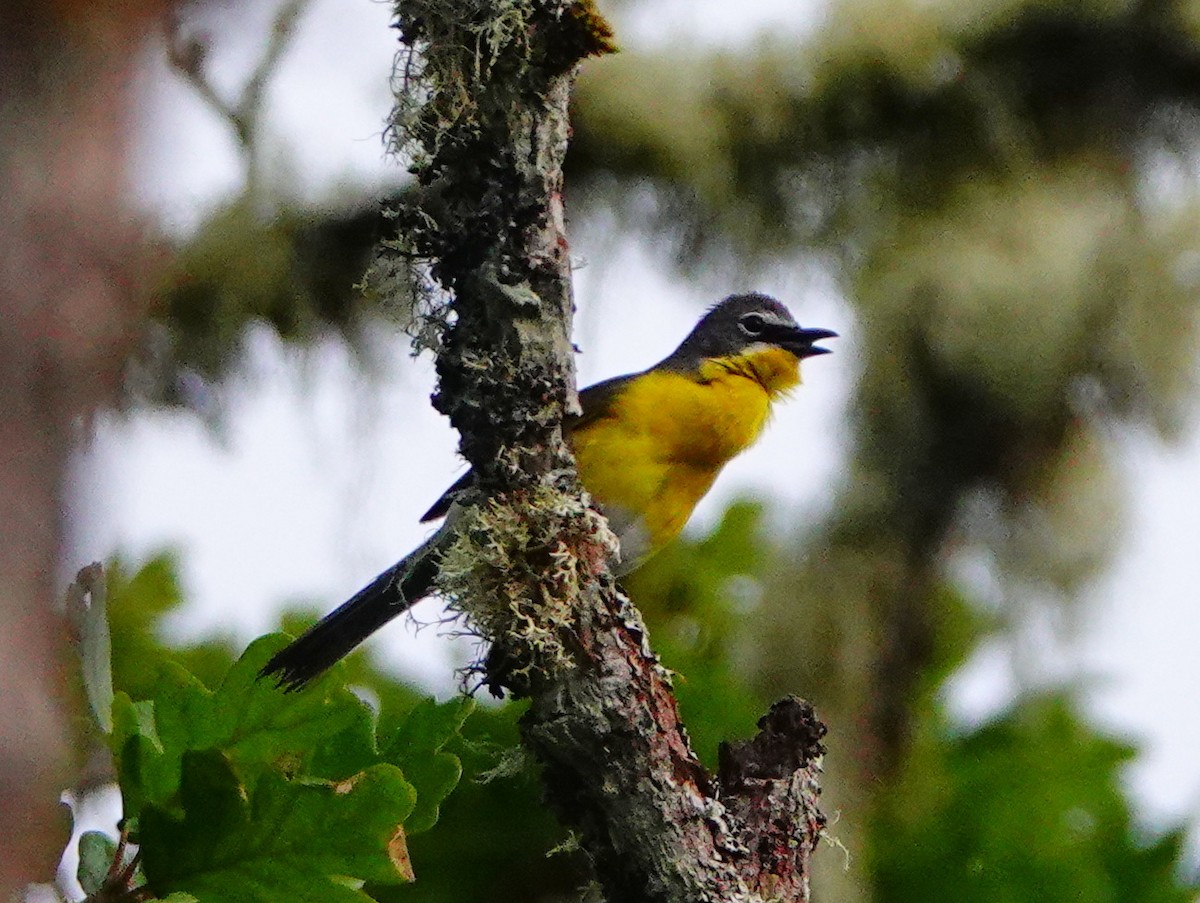 Yellow-breasted Chat - ML619774826