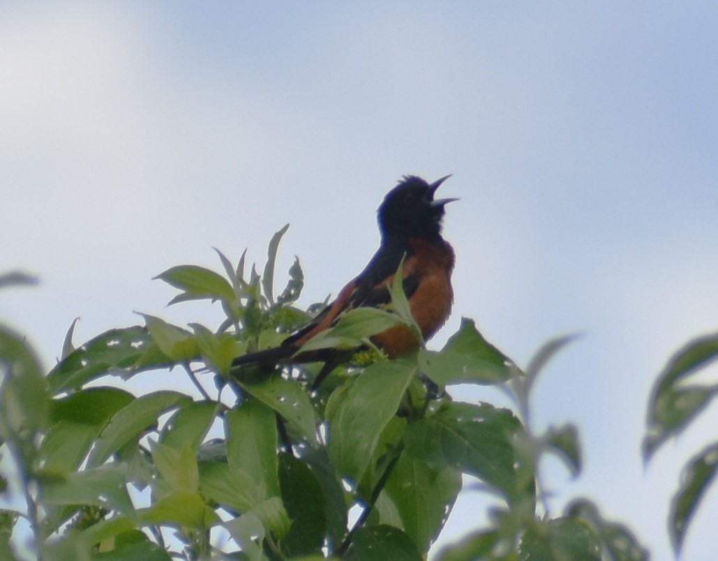 Orchard Oriole - ML619774842