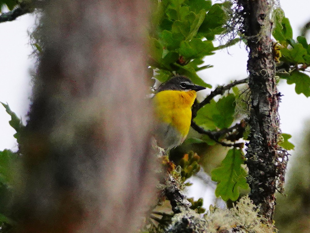 Yellow-breasted Chat - ML619774844
