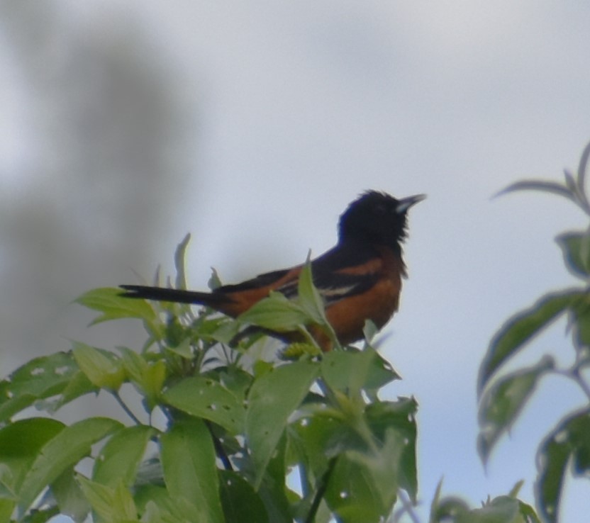 Orchard Oriole - ML619774846