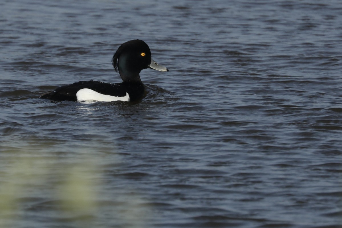 Tufted Duck - ML619774856