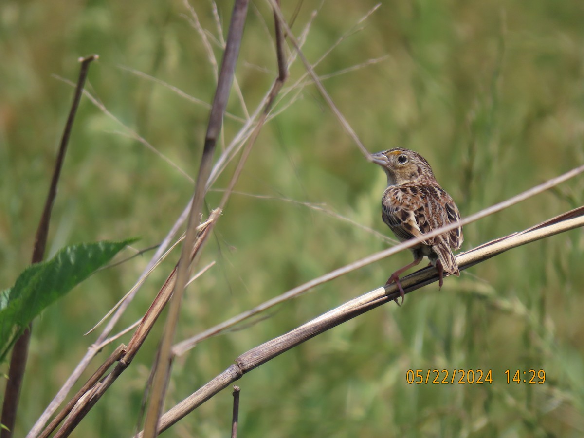 Grasshopper Sparrow - ML619774857