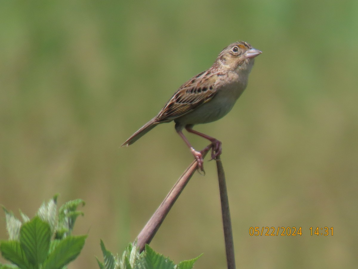 Grasshopper Sparrow - ML619774863