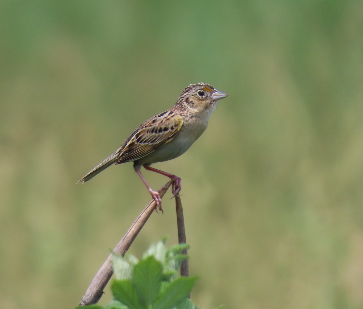 Grasshopper Sparrow - ML619774883