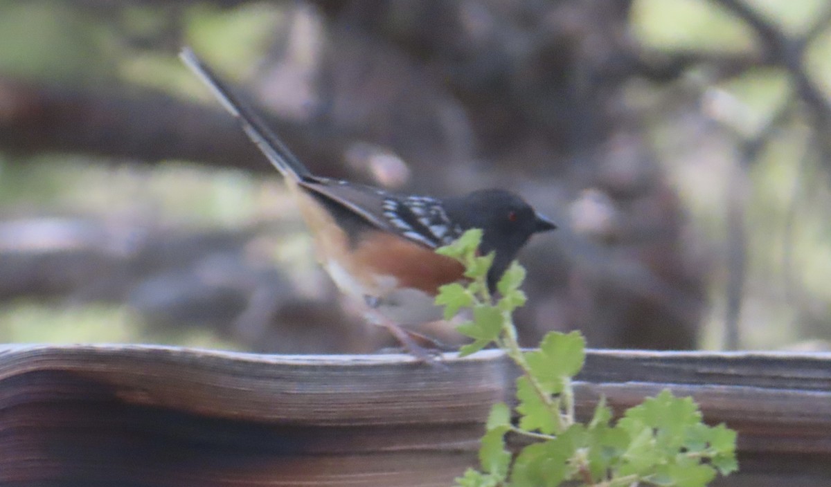 Spotted Towhee - ML619774910