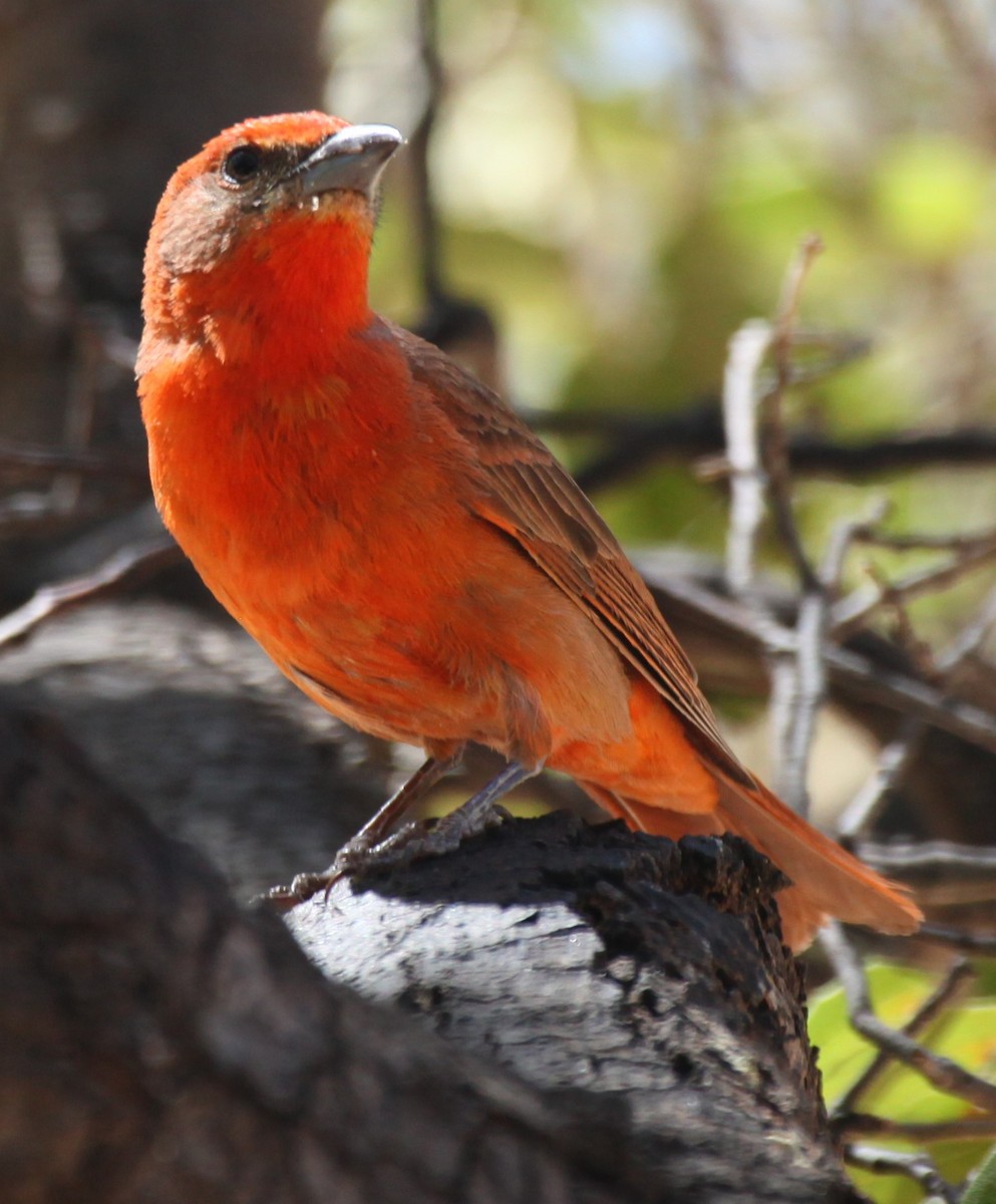 Hepatic Tanager - ML619774915
