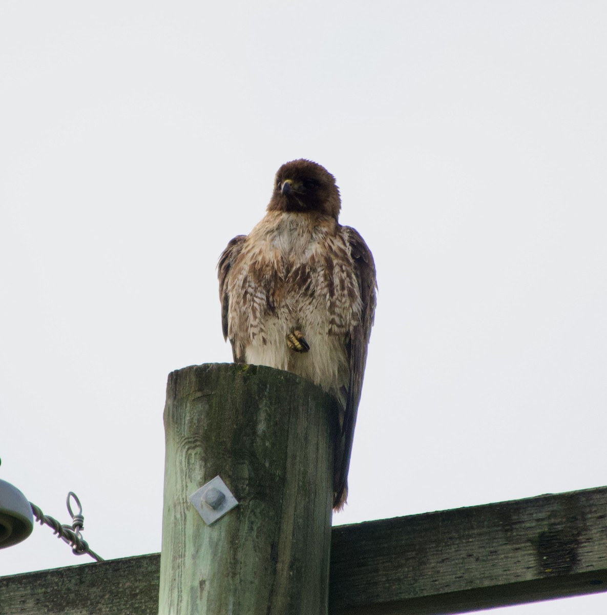 Red-tailed Hawk - ML619774950