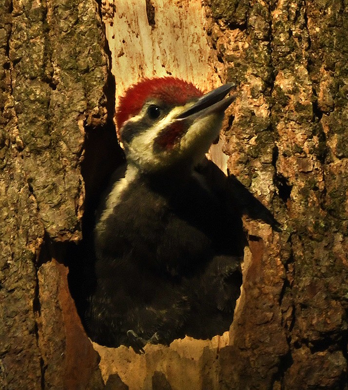Pileated Woodpecker - ML619774975