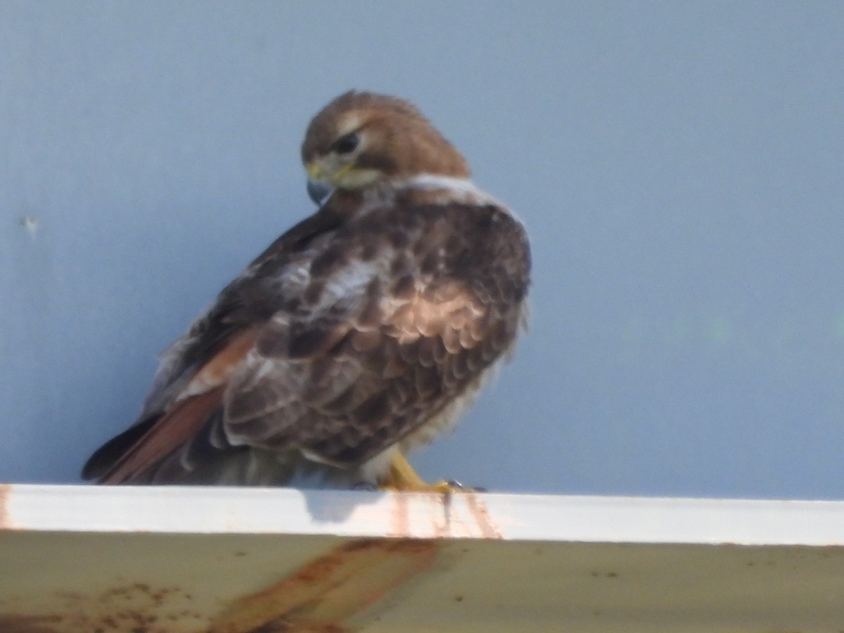 Red-tailed Hawk - ML619774978