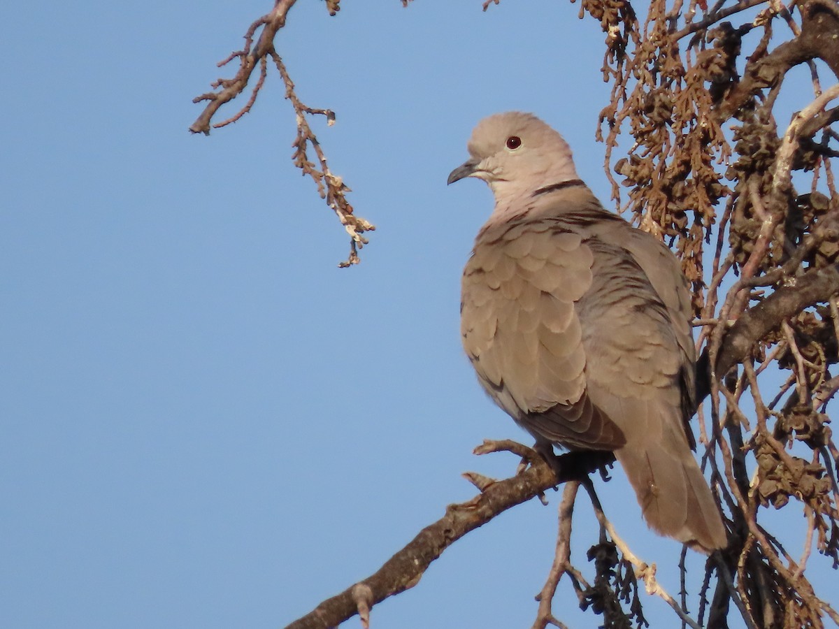 Eurasian Collared-Dove - ML619775025