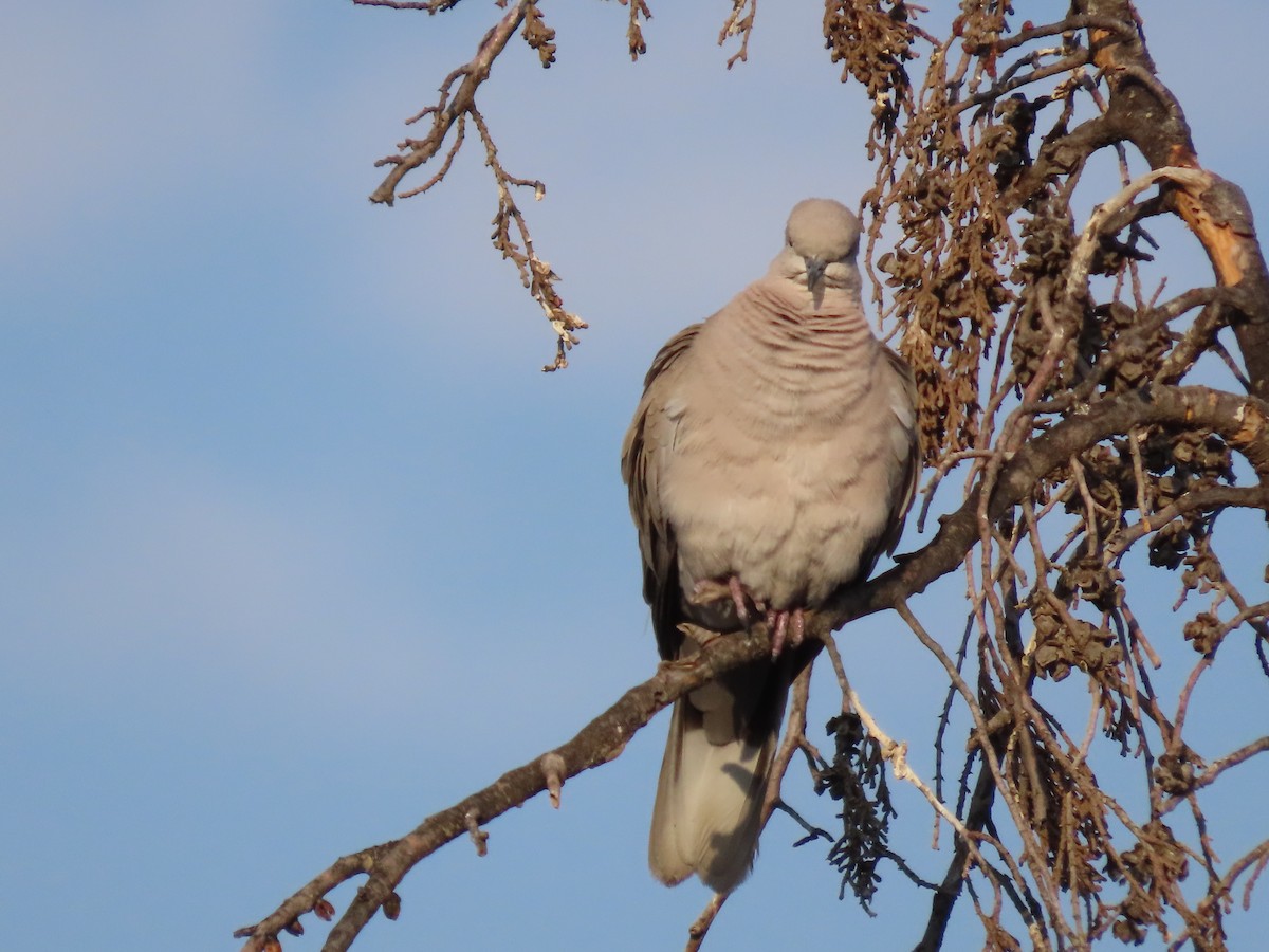 Eurasian Collared-Dove - ML619775026