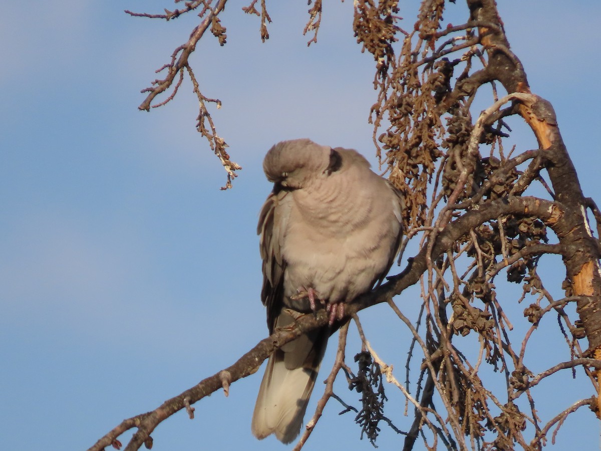 Eurasian Collared-Dove - ML619775027