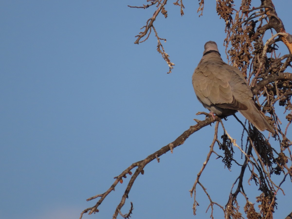 Eurasian Collared-Dove - ML619775028