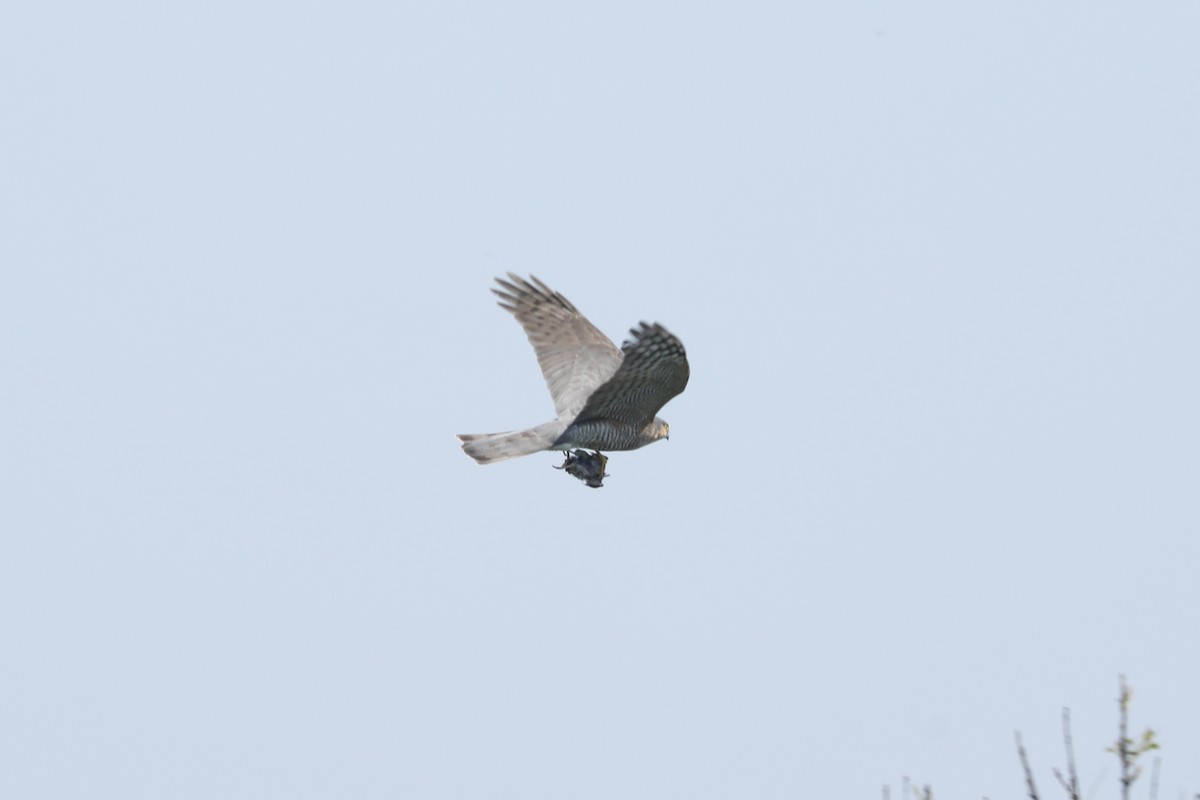Eurasian Sparrowhawk - ML619775040