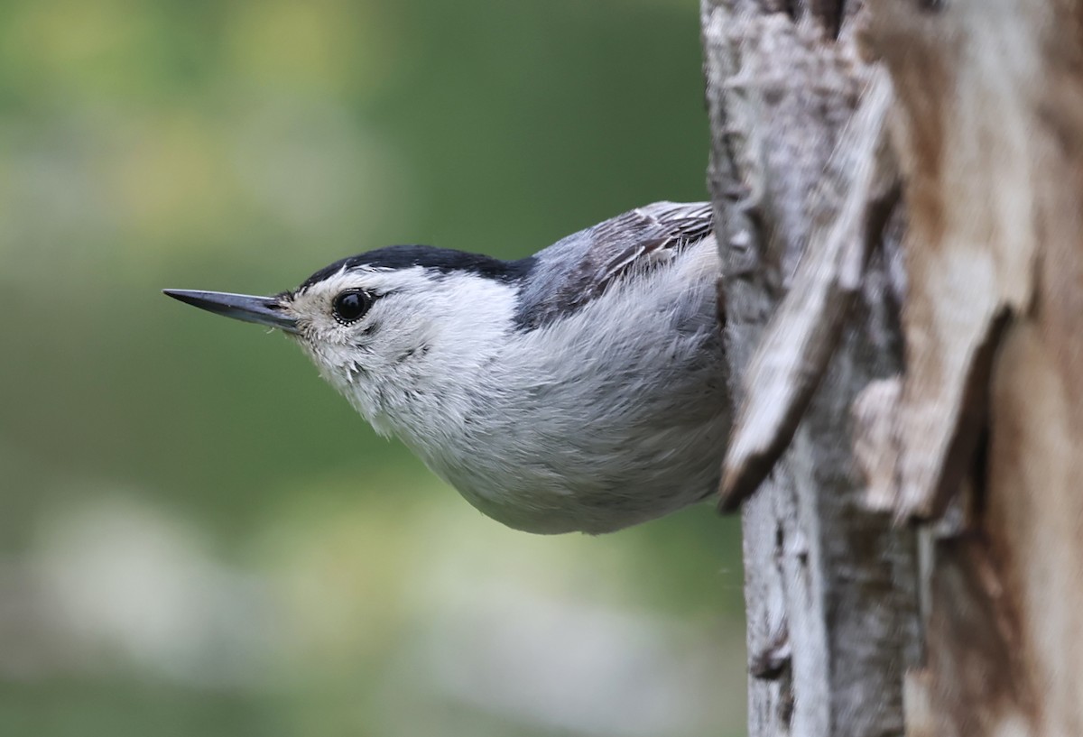 White-breasted Nuthatch - ML619775041