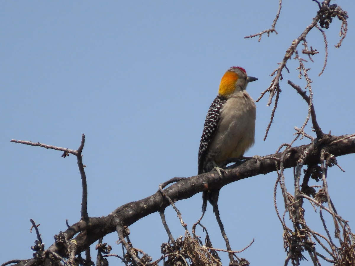 Golden-fronted Woodpecker - ML619775057