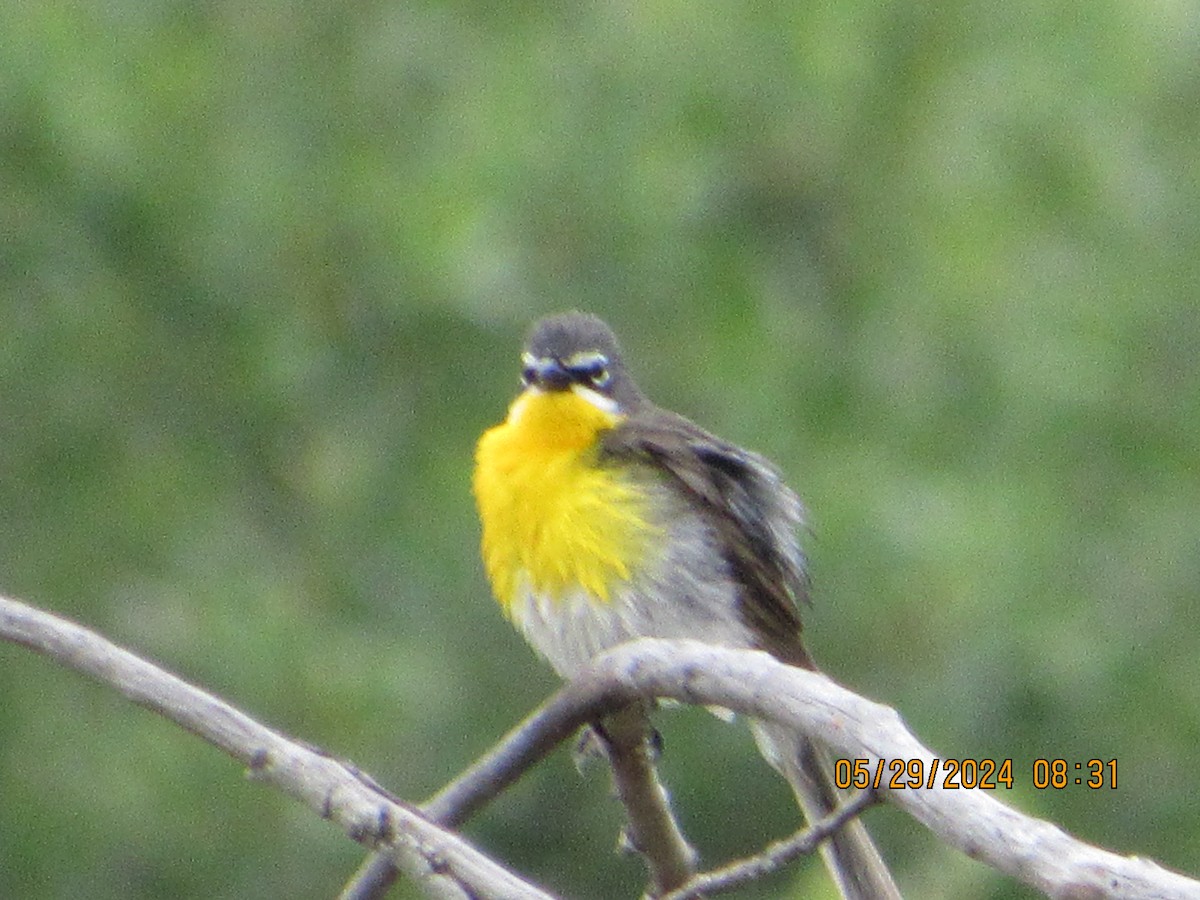 Yellow-breasted Chat - ML619775067