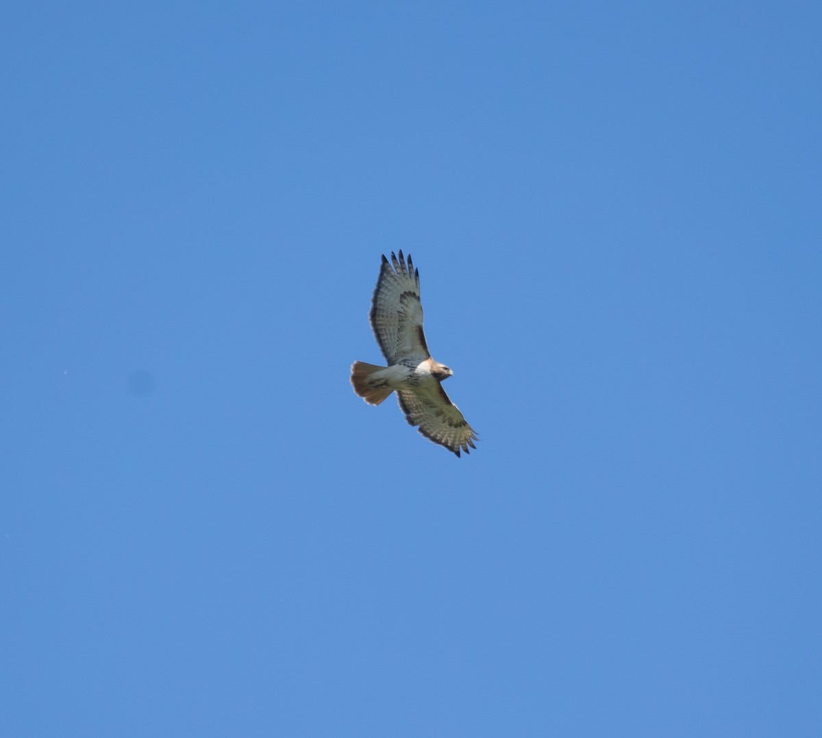 Red-tailed Hawk - ML619775086