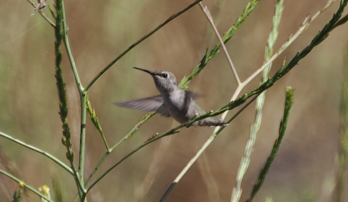 Anna's Hummingbird - ML619775159
