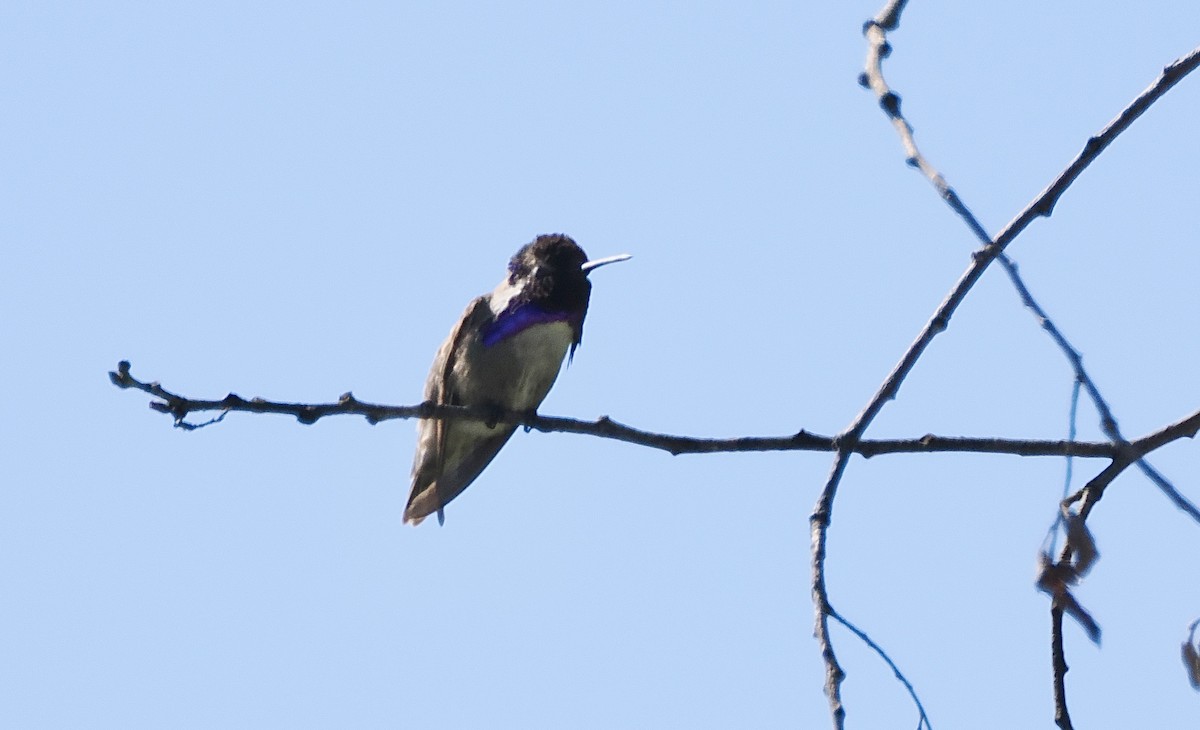 Costa's Hummingbird - ML619775180