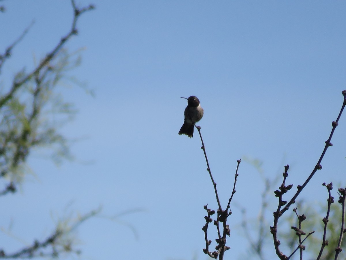 Black-chinned Hummingbird - ML619775257