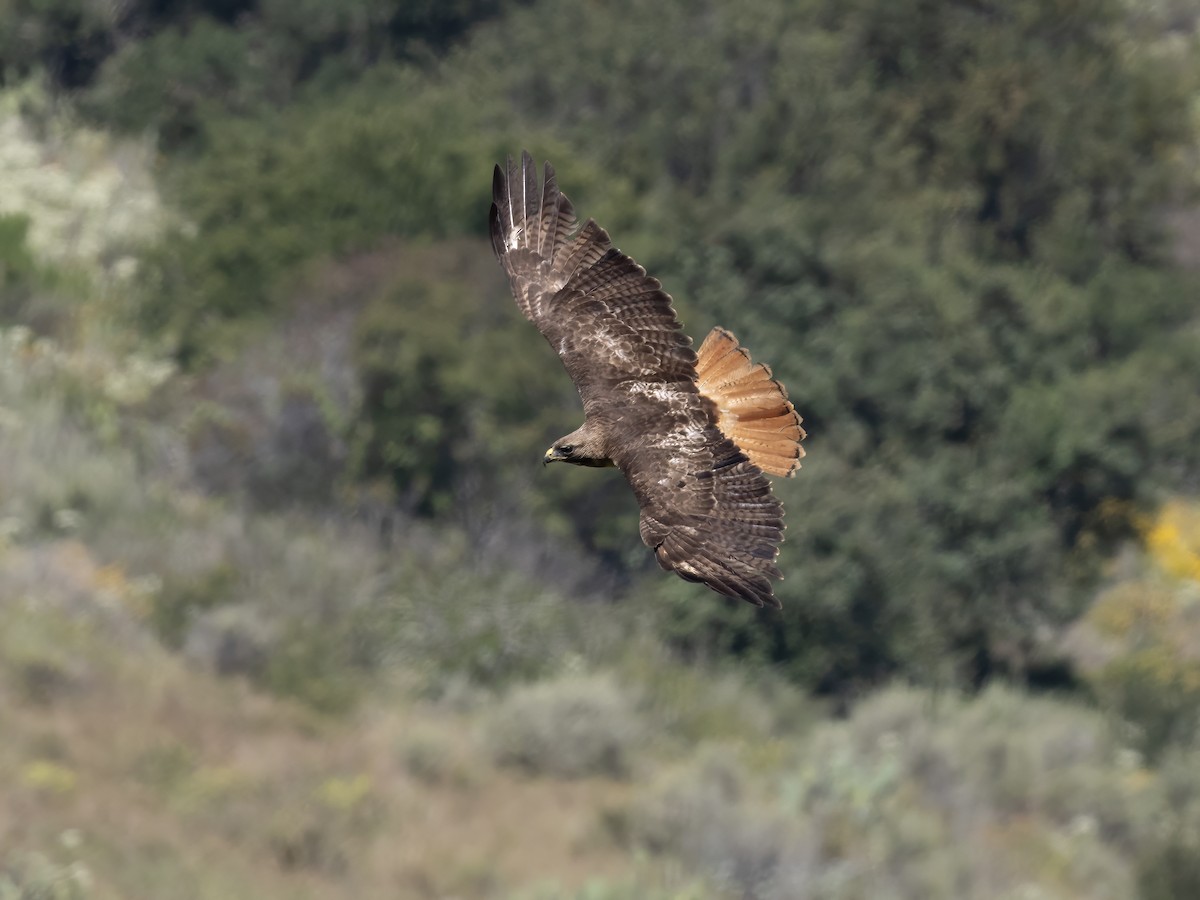 Red-tailed Hawk - ML619775319