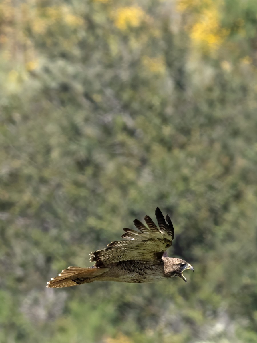 Red-tailed Hawk - ML619775323