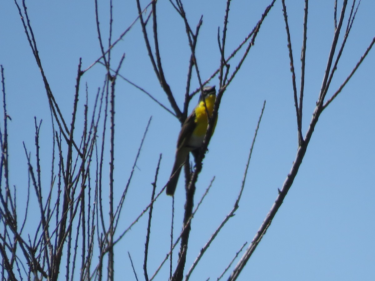 Yellow-breasted Chat - ML619775324