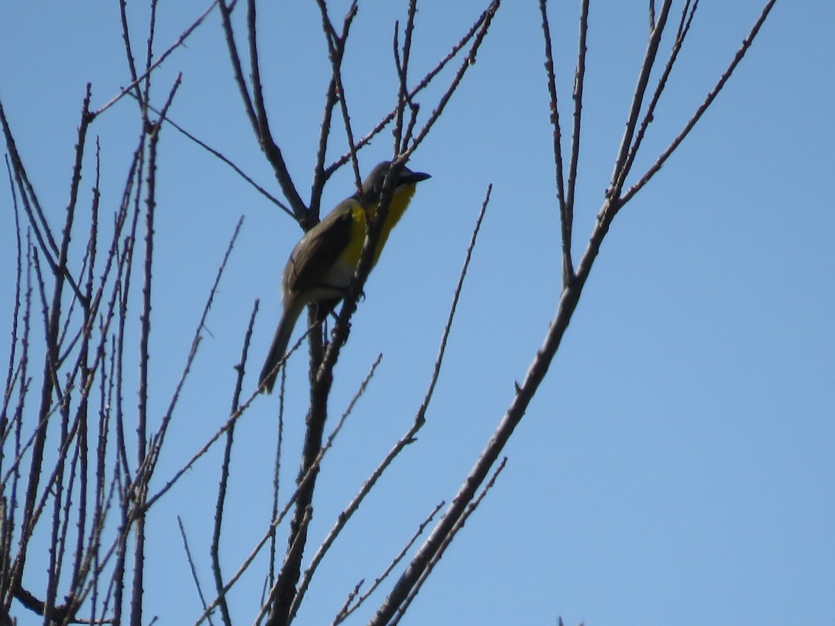 Yellow-breasted Chat - ML619775325