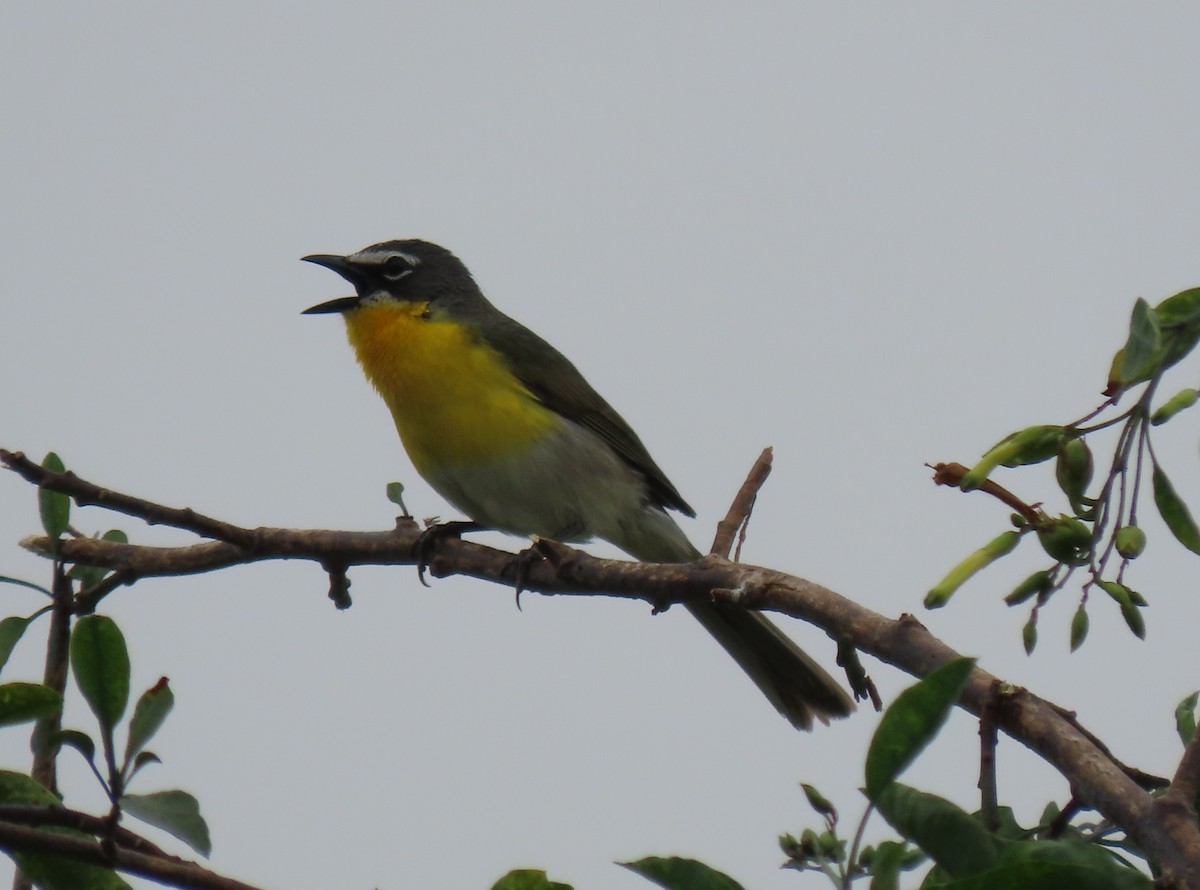 Yellow-breasted Chat - ML619775381