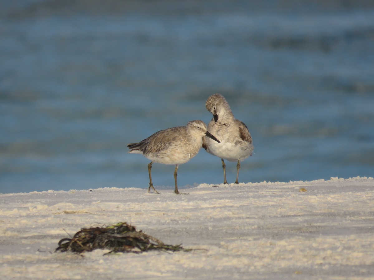Red Knot - ML619775412