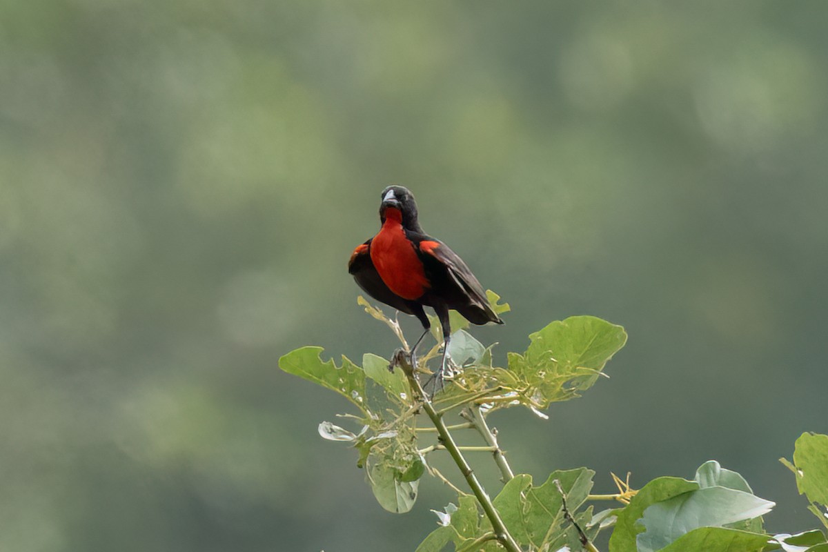Red-breasted Meadowlark - ML619775422