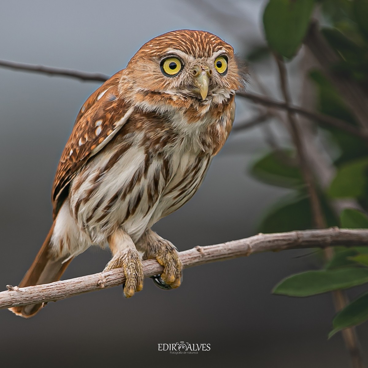 Ferruginous Pygmy-Owl - ML619775435