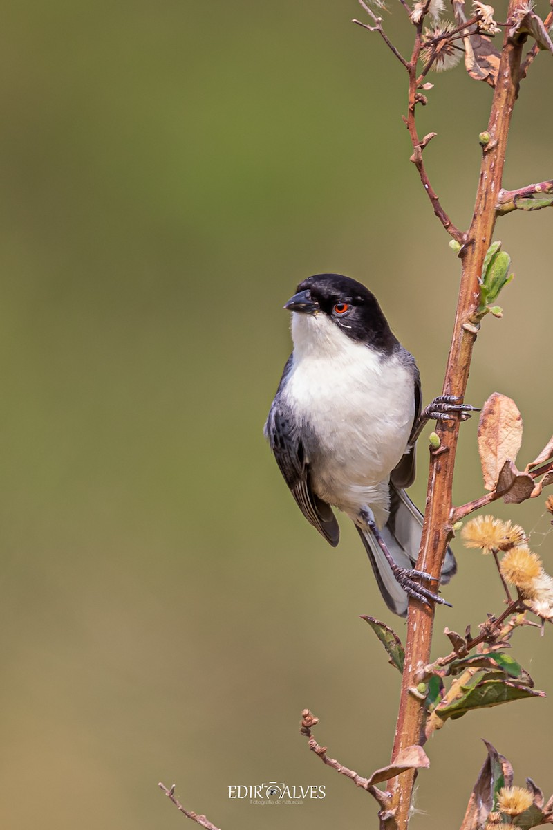 Black-capped Warbling Finch - ML619775491