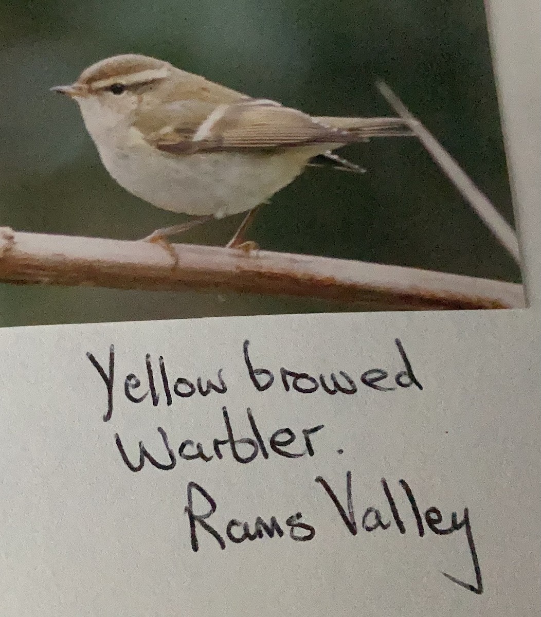 Yellow-browed Warbler - ML619775575