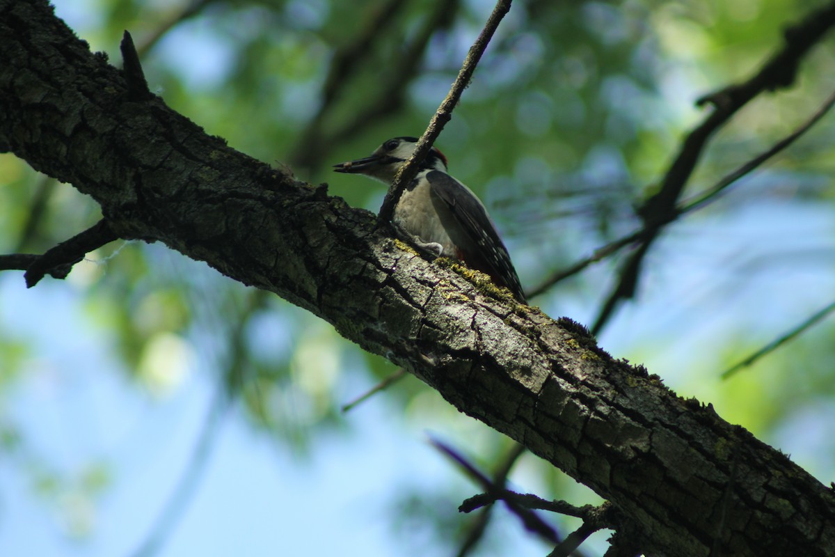 Great Spotted Woodpecker - ML619775601