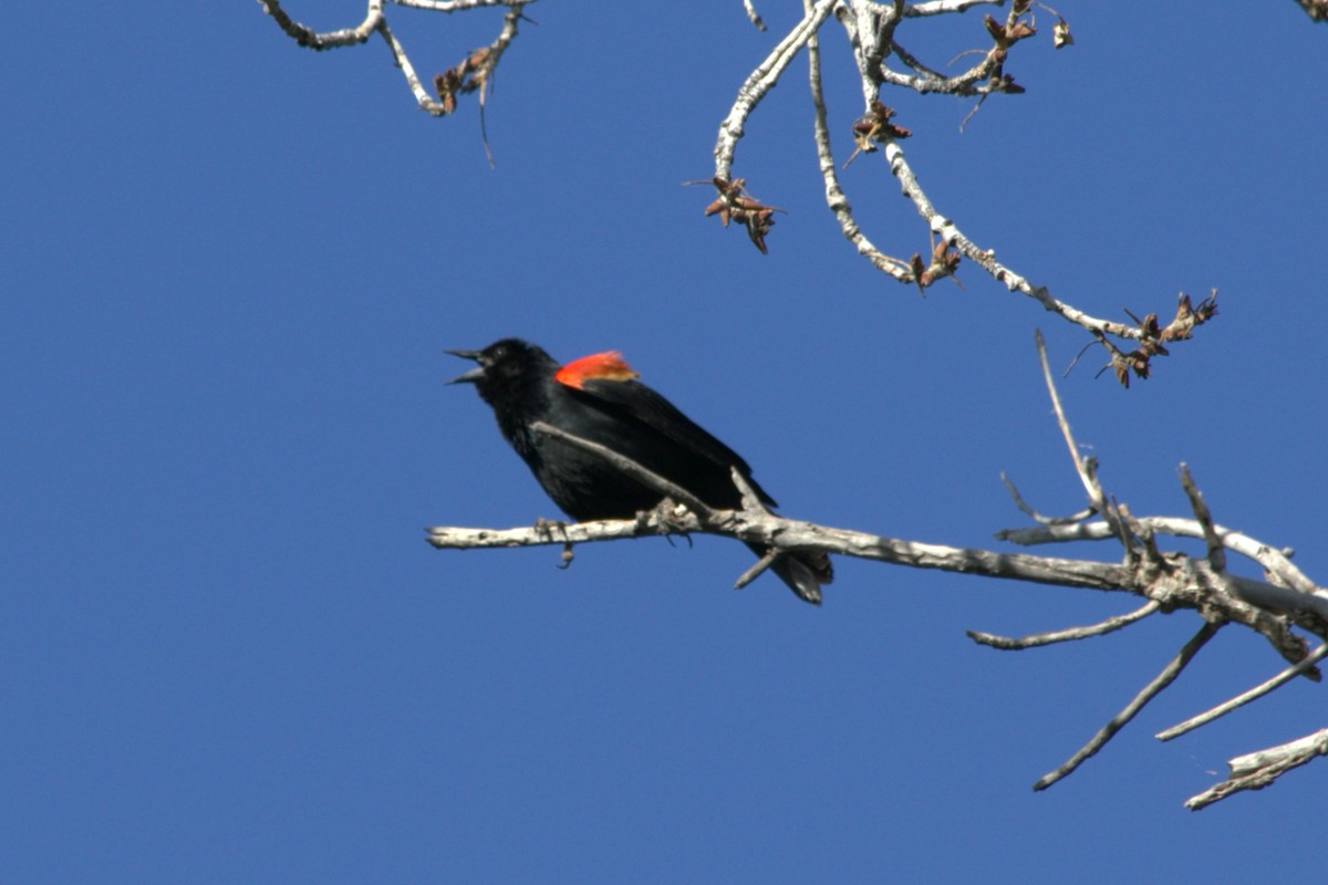 Red-winged Blackbird - ML619775605