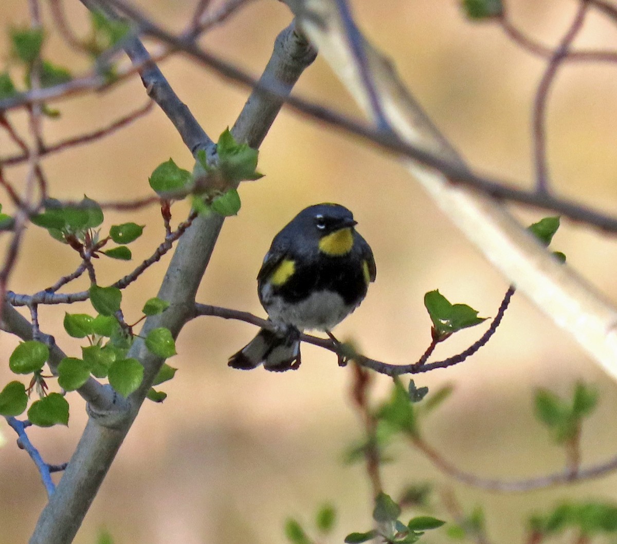 Yellow-rumped Warbler (Audubon's) - ML619775698