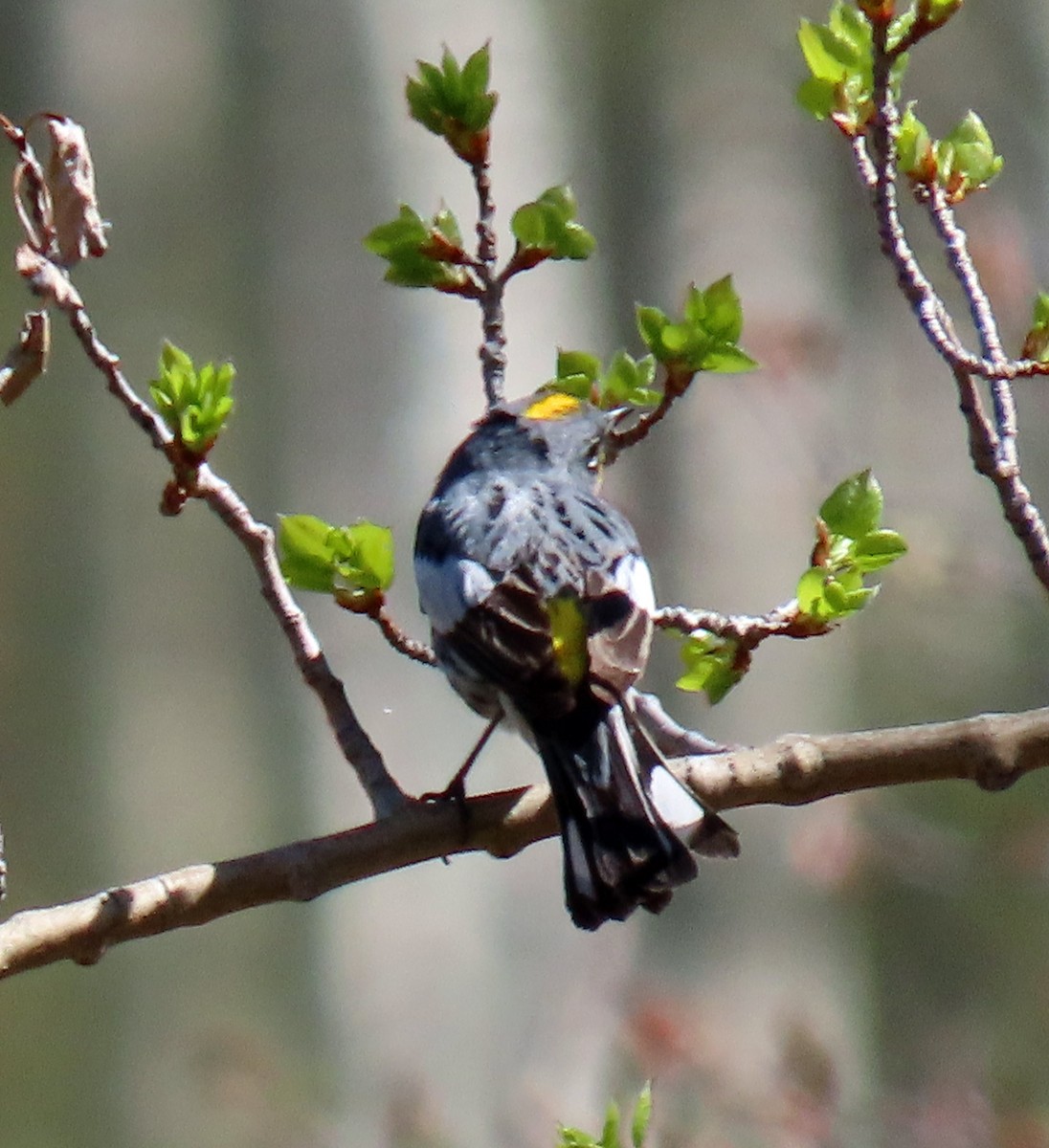 Yellow-rumped Warbler (Audubon's) - ML619775700