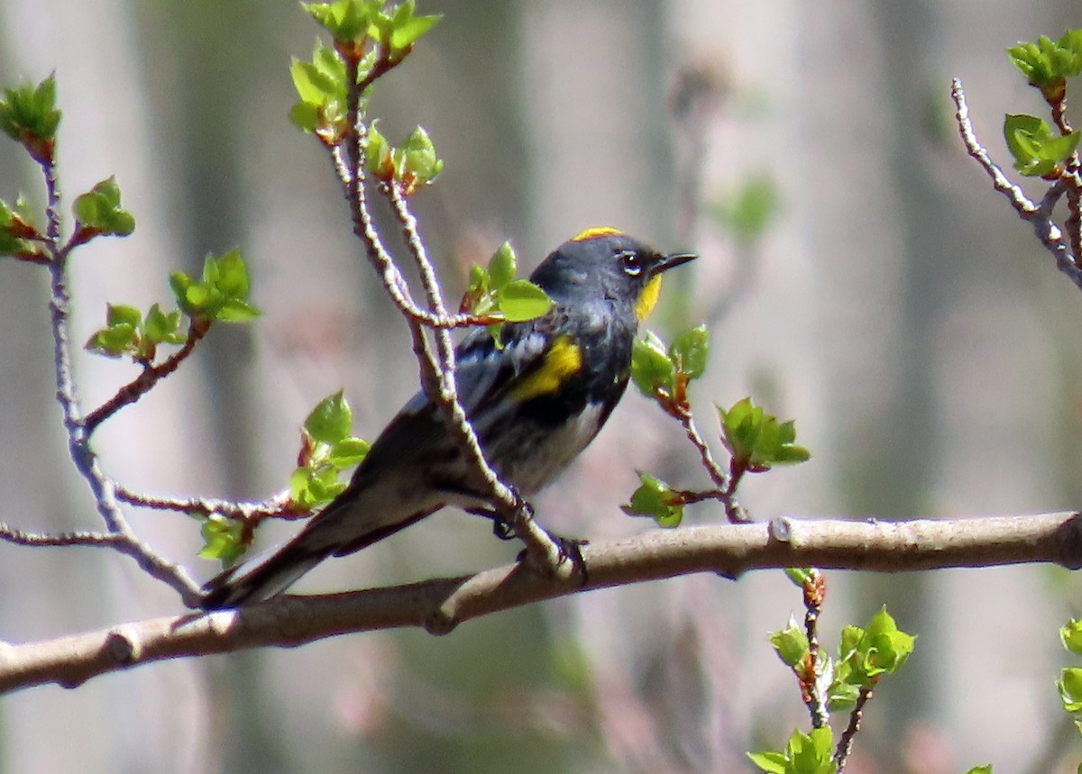 Yellow-rumped Warbler (Audubon's) - ML619775702