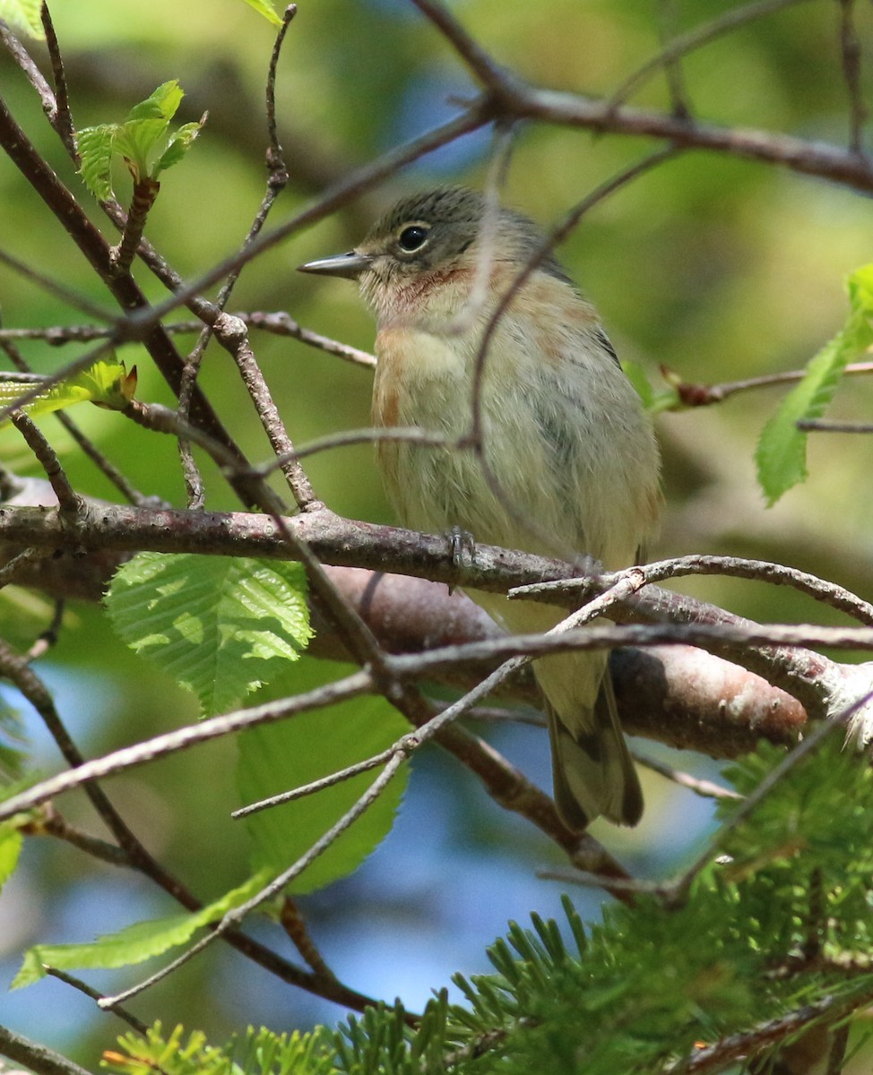Bay-breasted Warbler - ML619775812