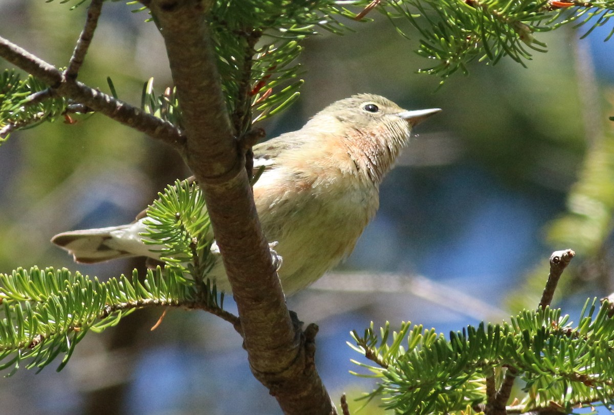 Bay-breasted Warbler - ML619775816