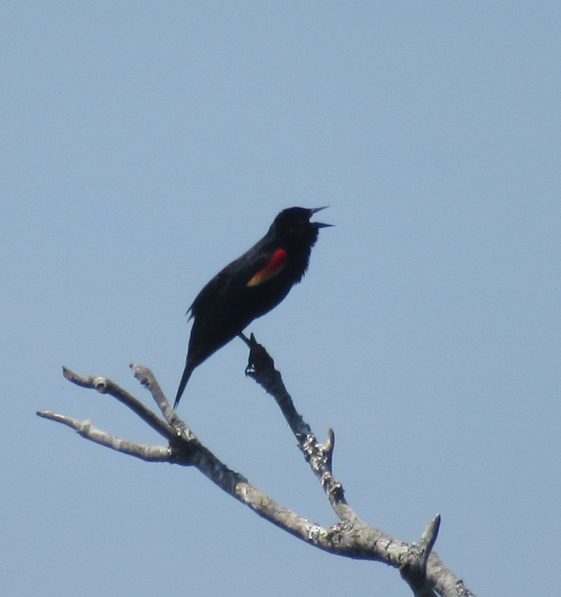 Red-winged Blackbird - ML619775855