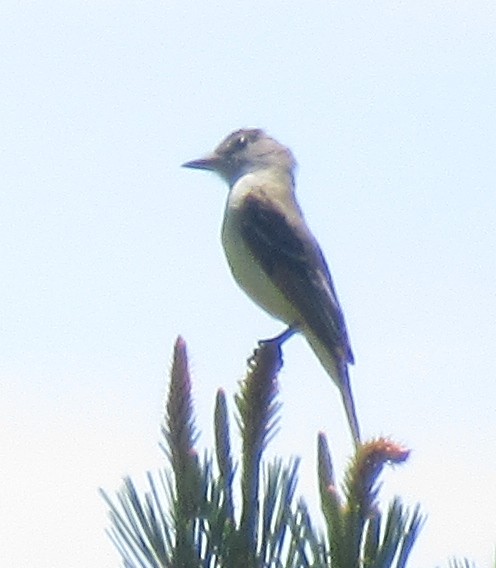 Great Crested Flycatcher - ML619775907