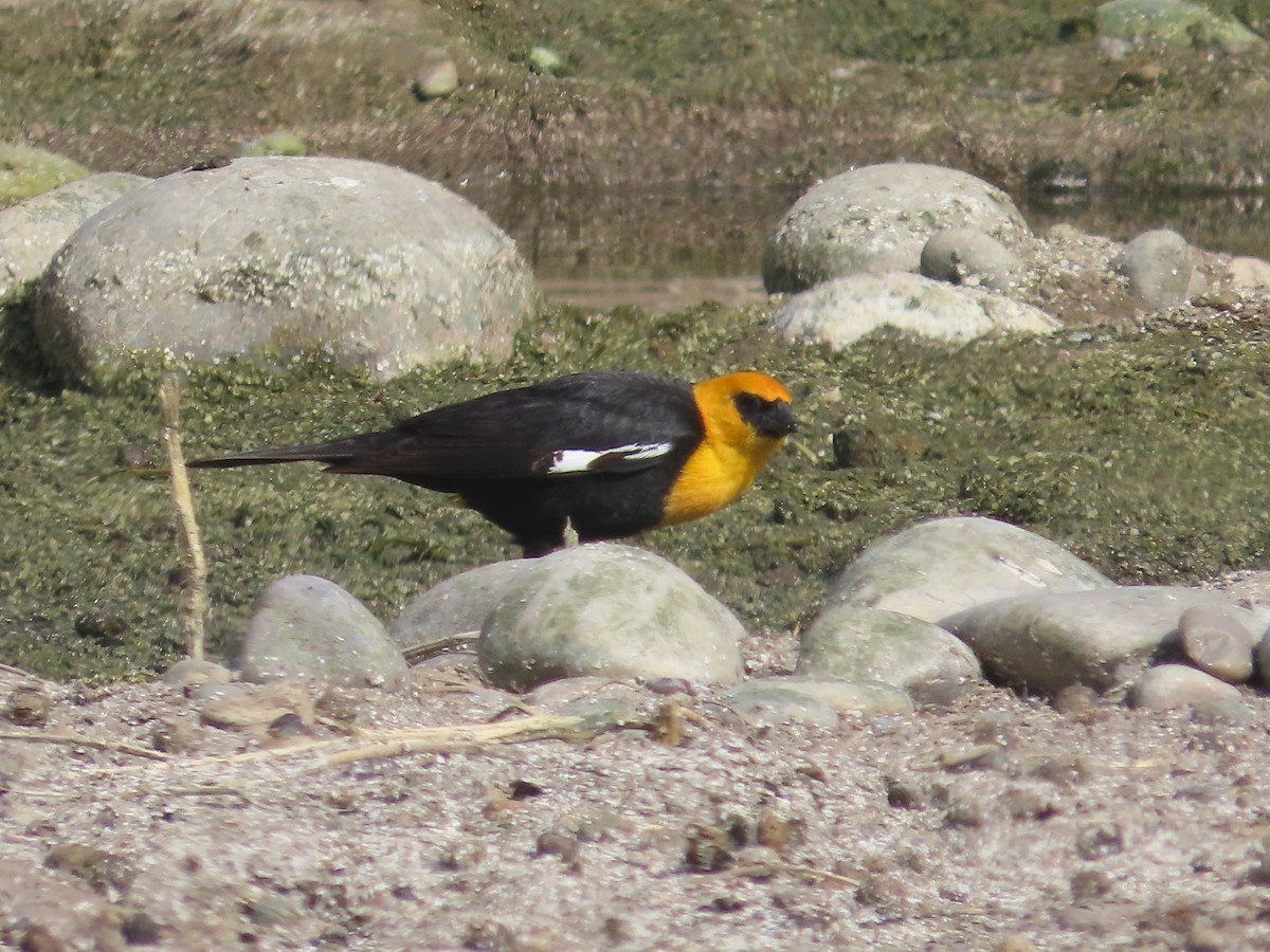 Yellow-headed Blackbird - ML619775971