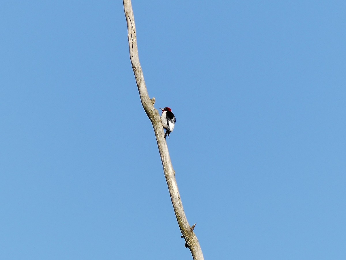 Red-headed Woodpecker - ML619775978