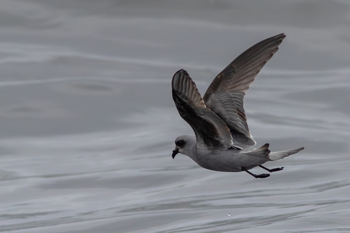 Fork-tailed Storm-Petrel - ML619775979