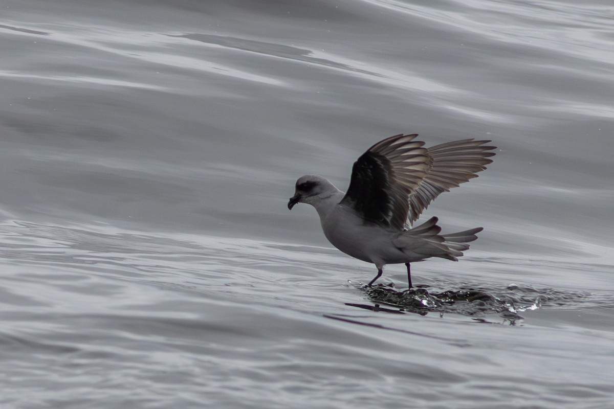 Fork-tailed Storm-Petrel - ML619775980
