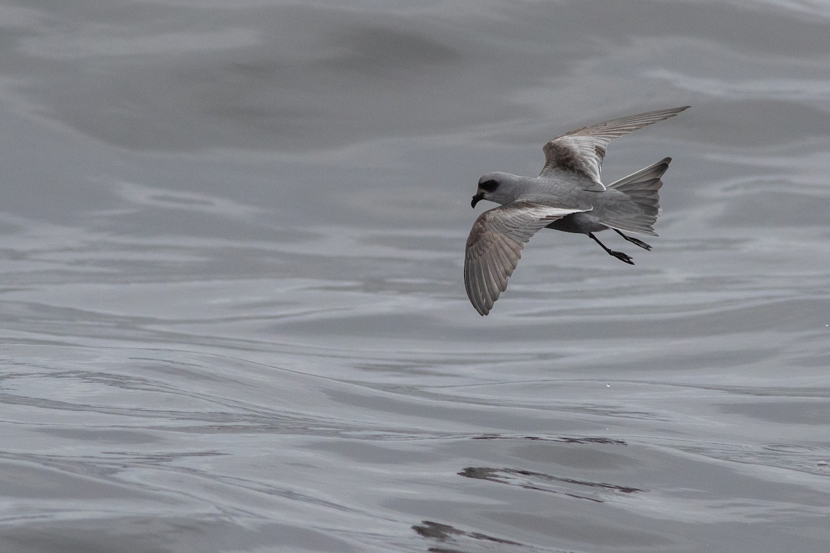 Fork-tailed Storm-Petrel - ML619775981