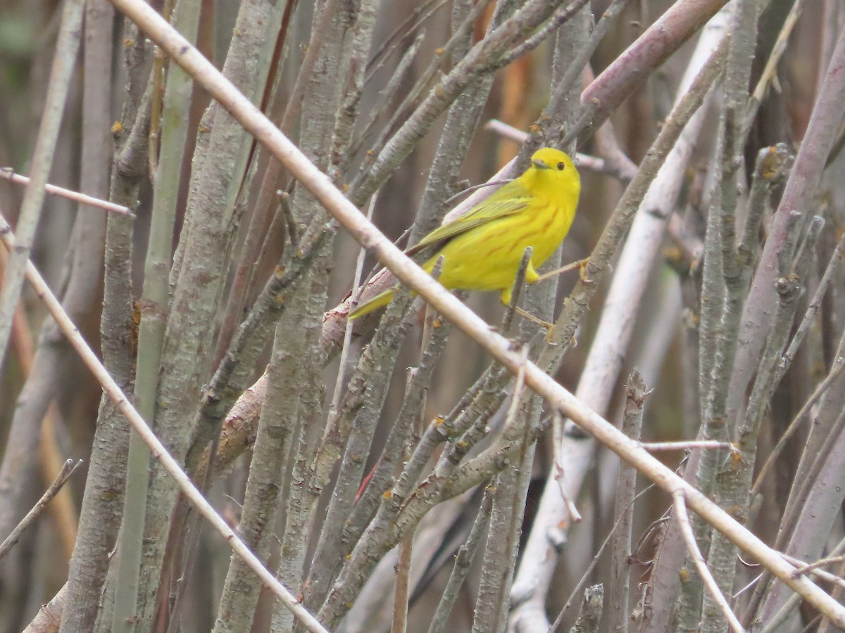 Yellow Warbler - ML619775985